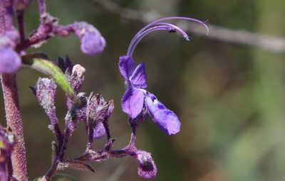 Trichostema parishii, photographed by Millie Basden