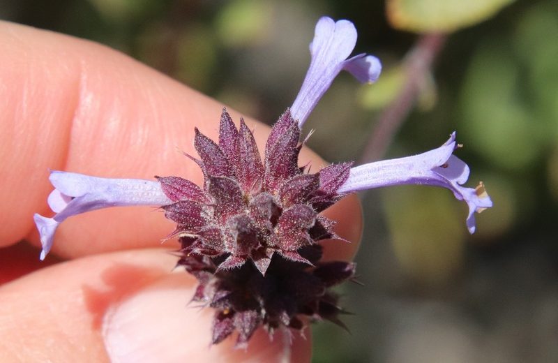 Salvia munzii, photographed by Millie Basden