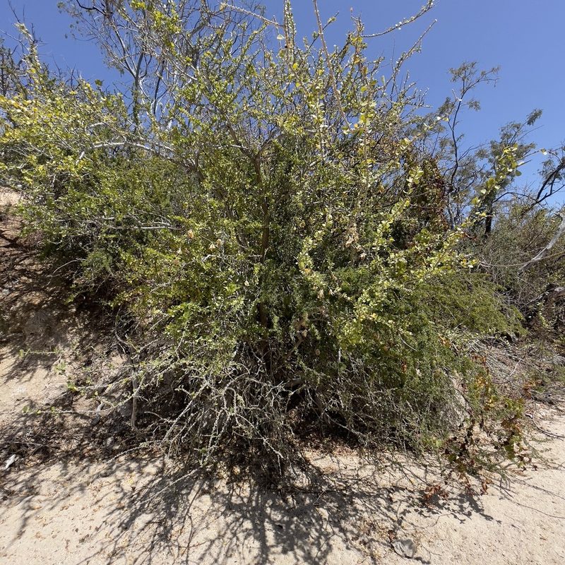 Adelia brandegeei, photographed by Bill Levine