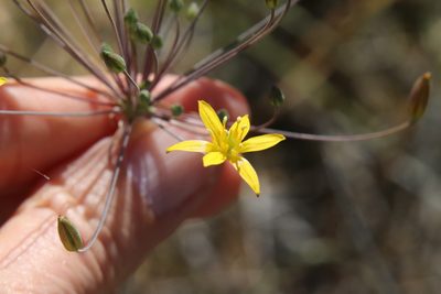 Bloomeria clevelandii, photographed by Millie Basden