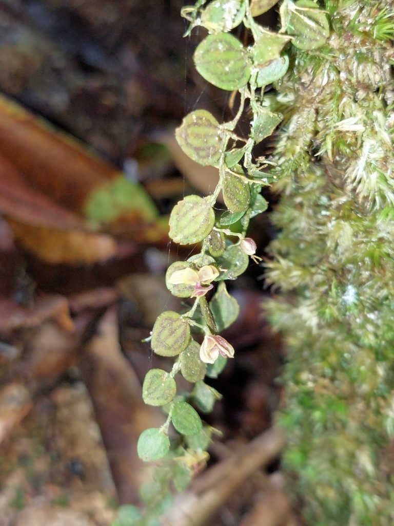 Andinia hippocrepica, photographed by Daniel Mesa