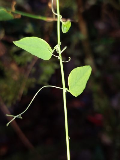 Passiflora nebulosae, photographed by Daniel Mesa