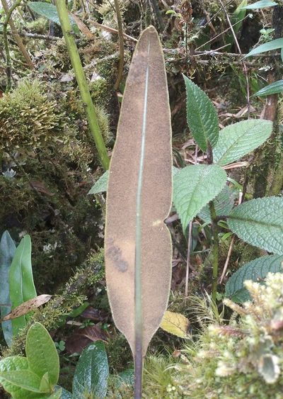 Elaphoglossum lingua, photographed by Alfredo F. Fuentes Claros