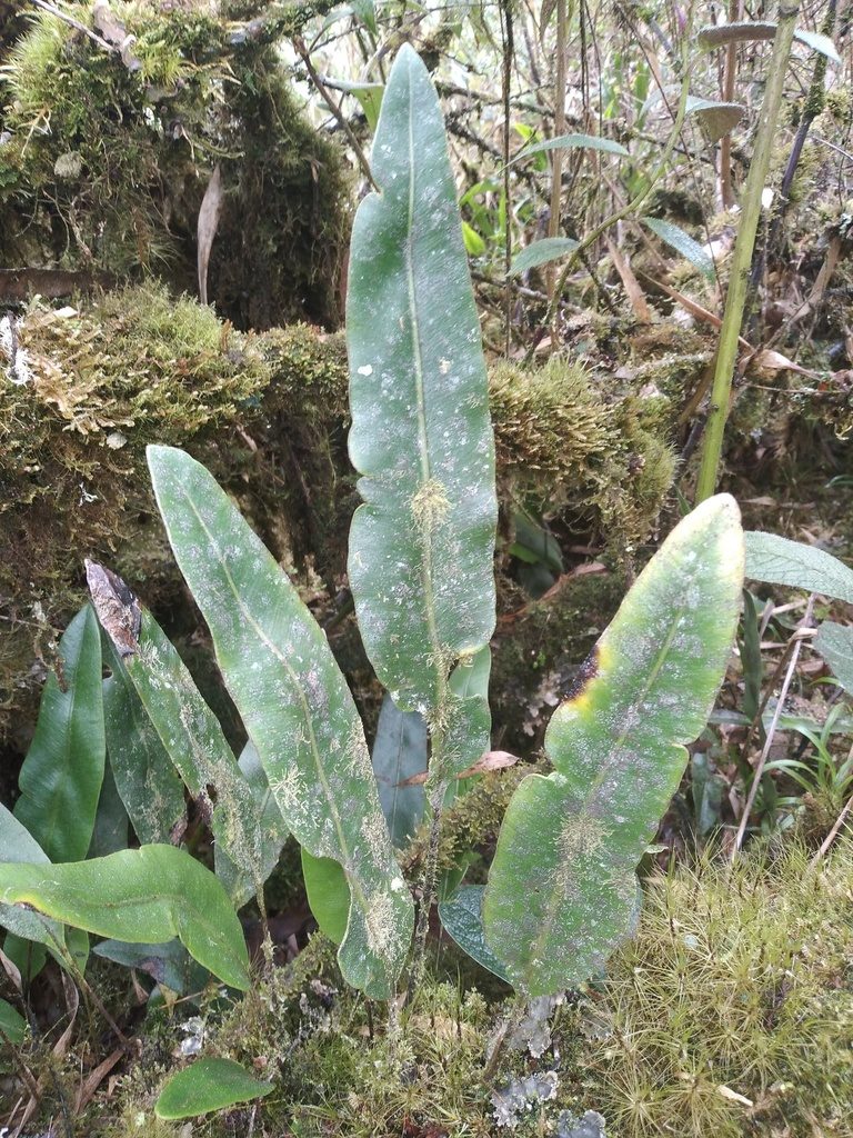 Elaphoglossum lingua, photographed by Alfredo F. Fuentes Claros