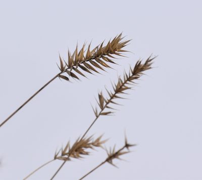 Agropyron cristatum, photographed by Eric Lamb