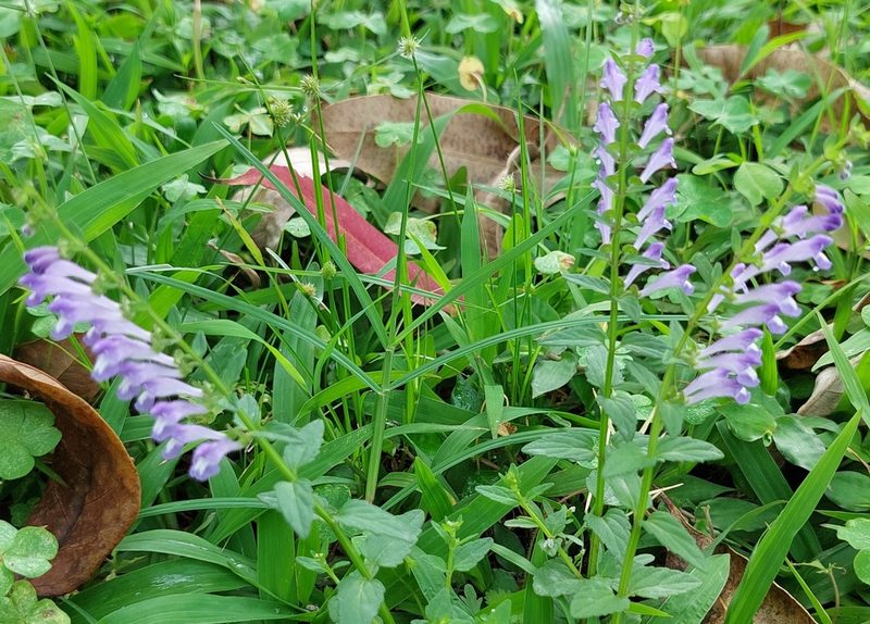 Scutellaria barbata, photographed by 胡正恆(Jackson Hu)