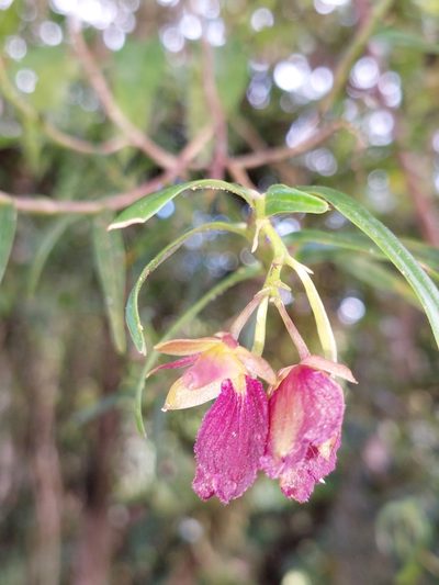 Epidendrum cleistocoleum, photographed by Daniel Mesa