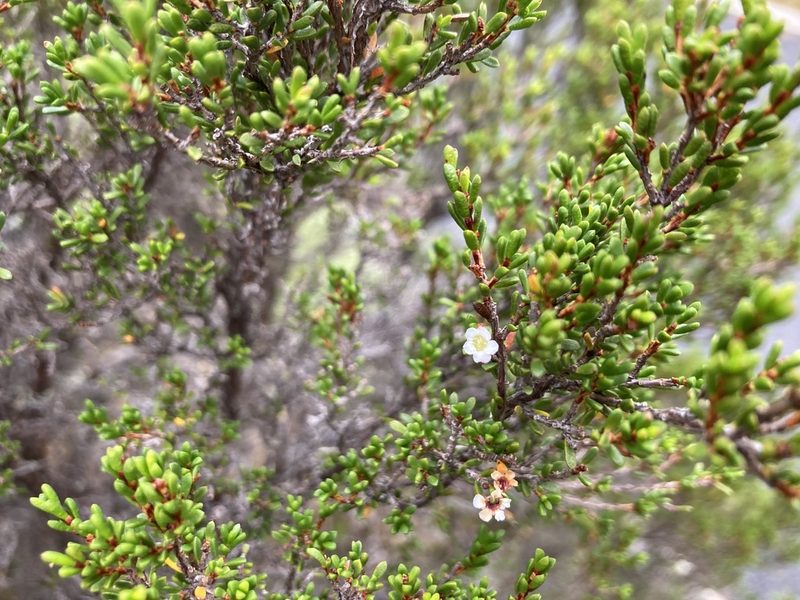 Baeckea gunniana, photographed by krumpianking