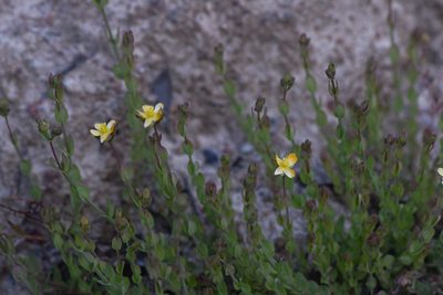 Hypericum anagalloides, photographed by Trevor Van Loon