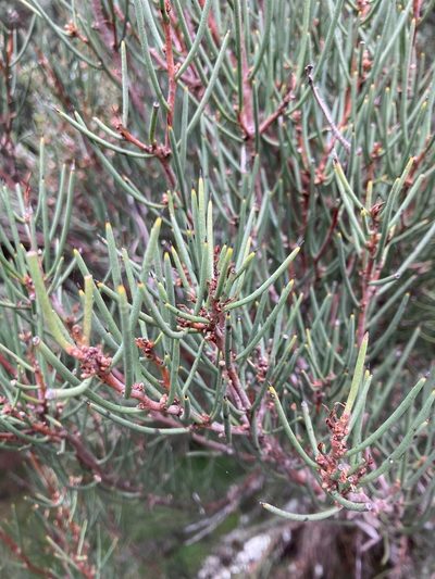 Hakea microcarpa, photographed by krumpianking