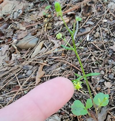 Ranunculus micranthus, photographed by Lyrae