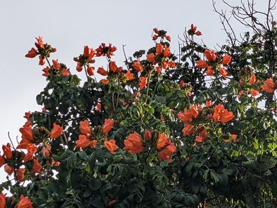 Spathodea campanulata, photographed by Pieter Huybrechts