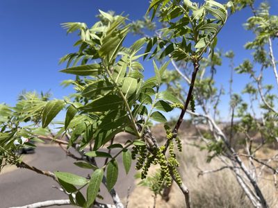 Juglans microcarpa, photographed by lejones417