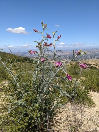 Astragalus brauntonii, photographed by Zack Abbey