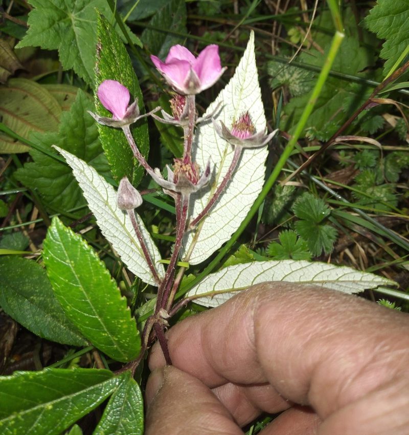 Rubus ruizii, photographed by Alfredo F. Fuentes Claros