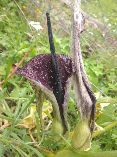 Arum dioscoridis, photographed by Ben Costamagna