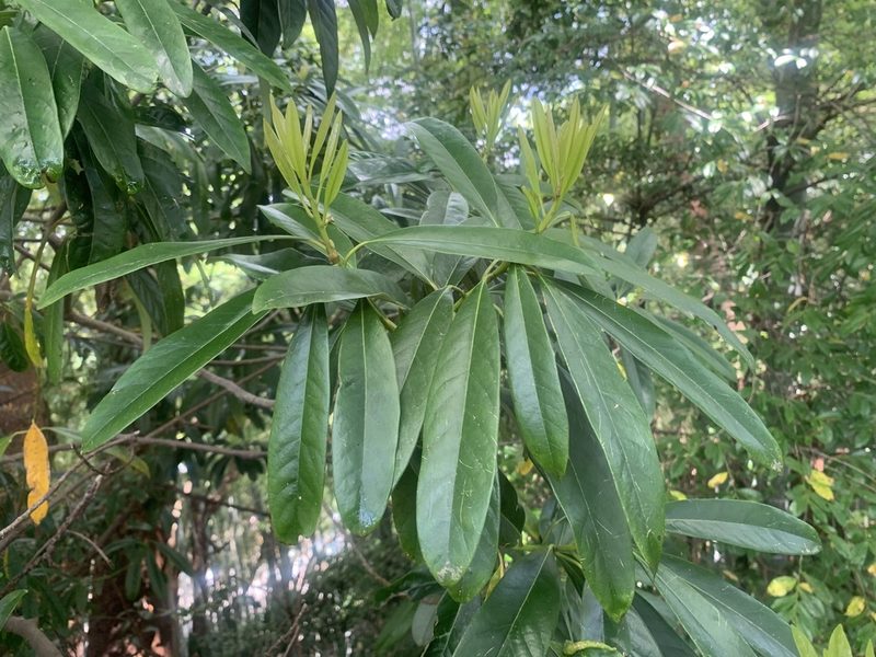 Symplocos glauca, photographed by 岸本年郎