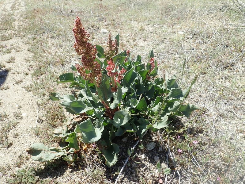 Rumex hymenosepalus, photographed by Scott Yarger