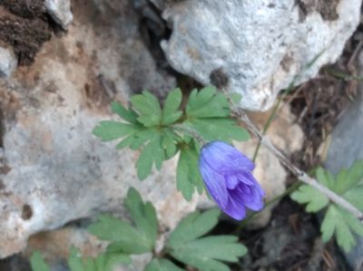 Anemonoides blanda, photographed by Ben Costamagna