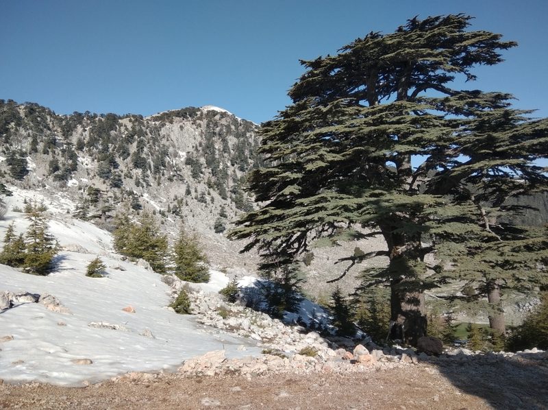 Cedrus libani, photographed by Ben Costamagna