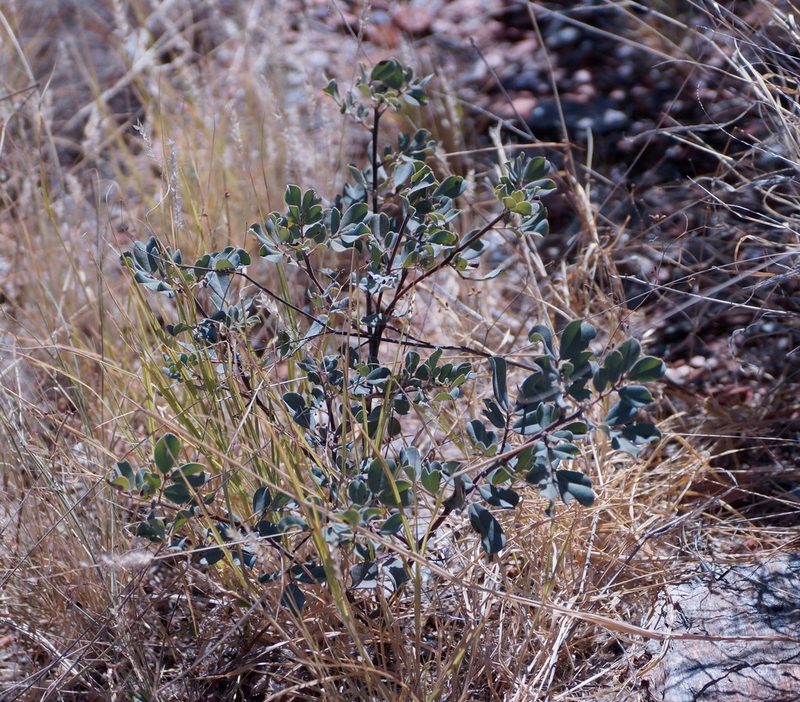 Senna artemisioides, photographed by Rod Lowther