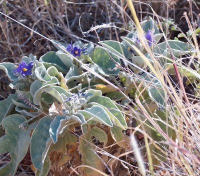 Solanum quadriloculatum, photographed by Rod Lowther