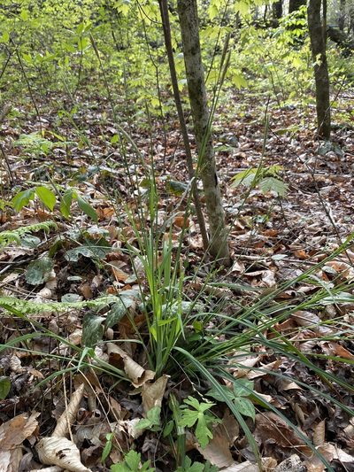 Carex radfordii, photographed by Alan Weakley