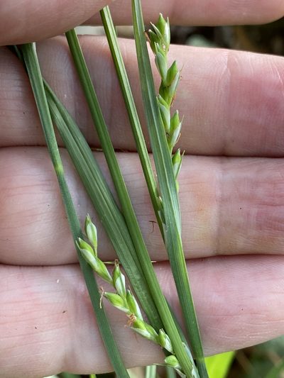 Carex radfordii, photographed by Alan Weakley