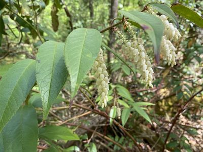 Leucothoe fontanesiana, photographed by Alan Weakley