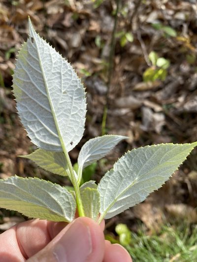 Hydrangea radiata, photographed by Alan Weakley