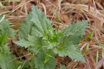 Blitum californicum, photographed by Ken-ichi Ueda