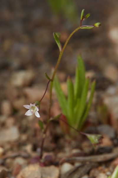 Nemacladus ramosissimus, photographed by Ken-ichi Ueda