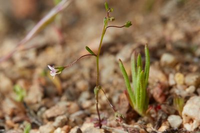 Nemacladus ramosissimus, photographed by Ken-ichi Ueda