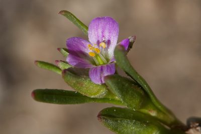 Calandrinia ciliata, photographed by Ken-ichi Ueda