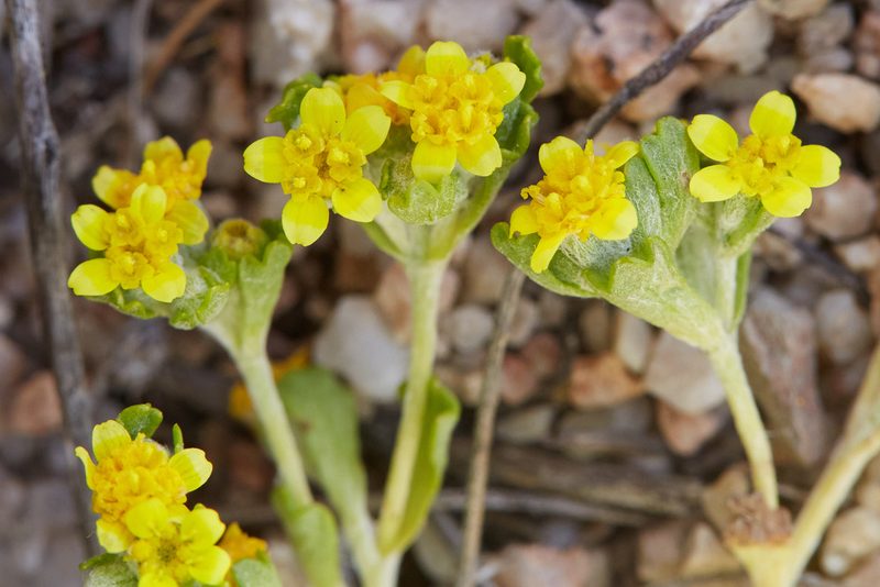 Eriophyllum multicaule, photographed by Ken-ichi Ueda
