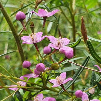 Boronia rivularis, photographed by ronavery