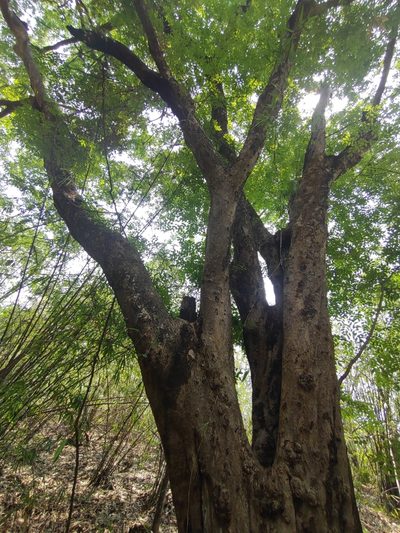 Afzelia xylocarpa, photographed by Utain Pummarin