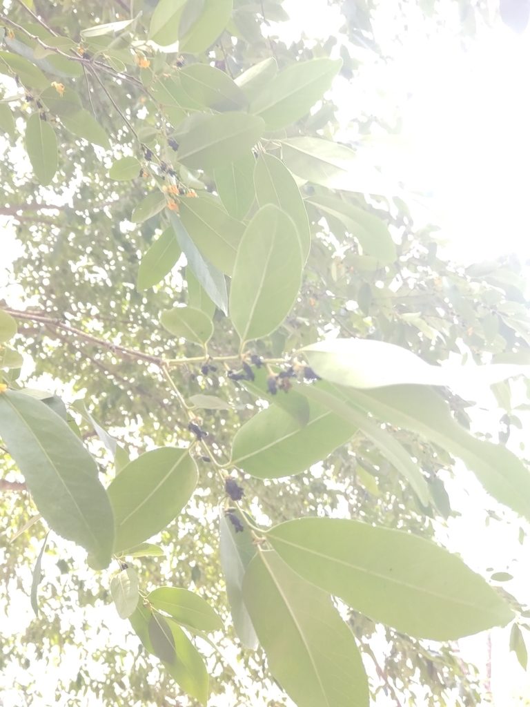 Diospyros mollis, photographed by Utain Pummarin