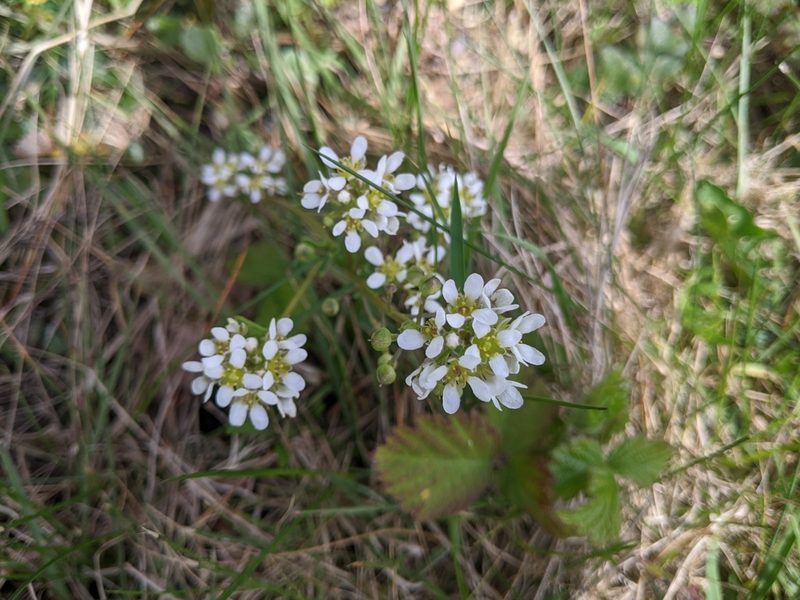Calepina irregularis, photographed by lukeromaine