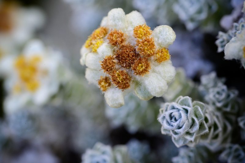Leucogenes grandiceps, photographed by theylooklikeus