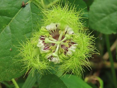 Passiflora vesicaria, photographed by chiuluan