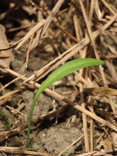 Ophioglossum thermale, photographed by chiuluan