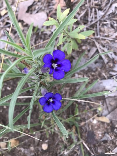 Aptosimum lineare, photographed by rosshawkins