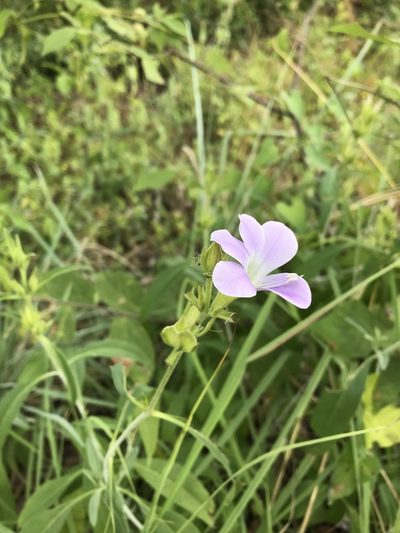 Barleria lancifolia, photographed by rosshawkins