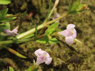Bonnaya antipoda, photographed by chiuluan