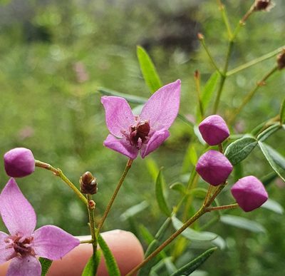 Boronia rivularis, photographed by ronavery