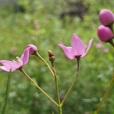 Boronia rivularis, photographed by ronavery