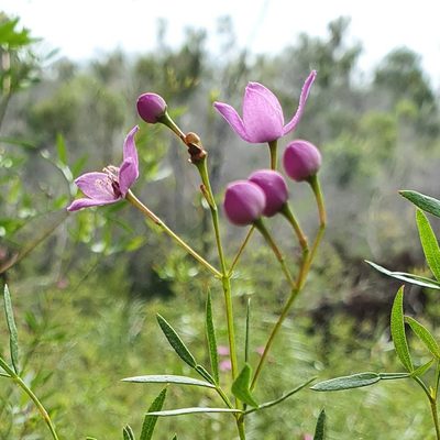 Boronia rivularis, photographed by ronavery