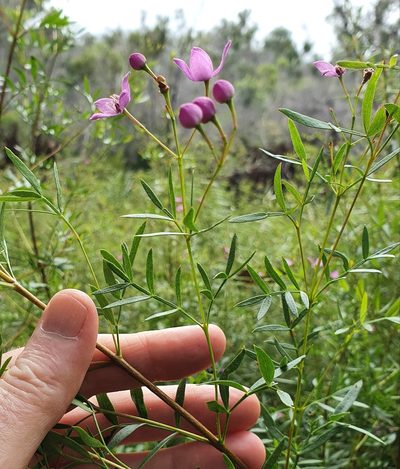Boronia rivularis, photographed by ronavery