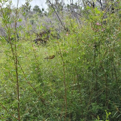 Boronia rivularis, photographed by ronavery